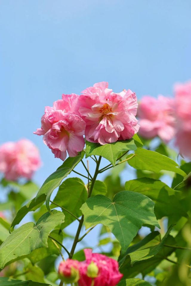 風過木芙蓉，如詩如畫的絕美秋色