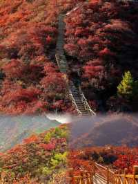 錯過等一年京郊紅葉棧道這裡已經達觀賞“巔峰”