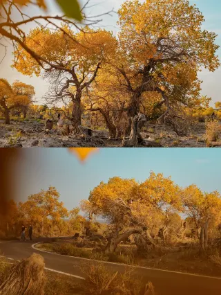 Nanny-level tutorial! Even ordinary people can shoot stunning photos of the Yiwu Populus euphratica forest