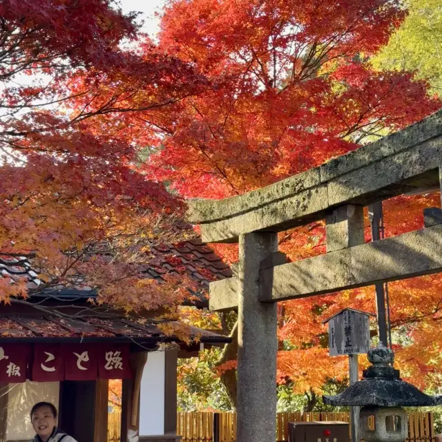 일생에 한 번 꼭 가야 할 교토 가을🍁 자연이 만든 최고의 조화