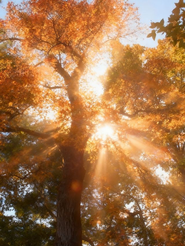 秋日邯鄲古建賞楓