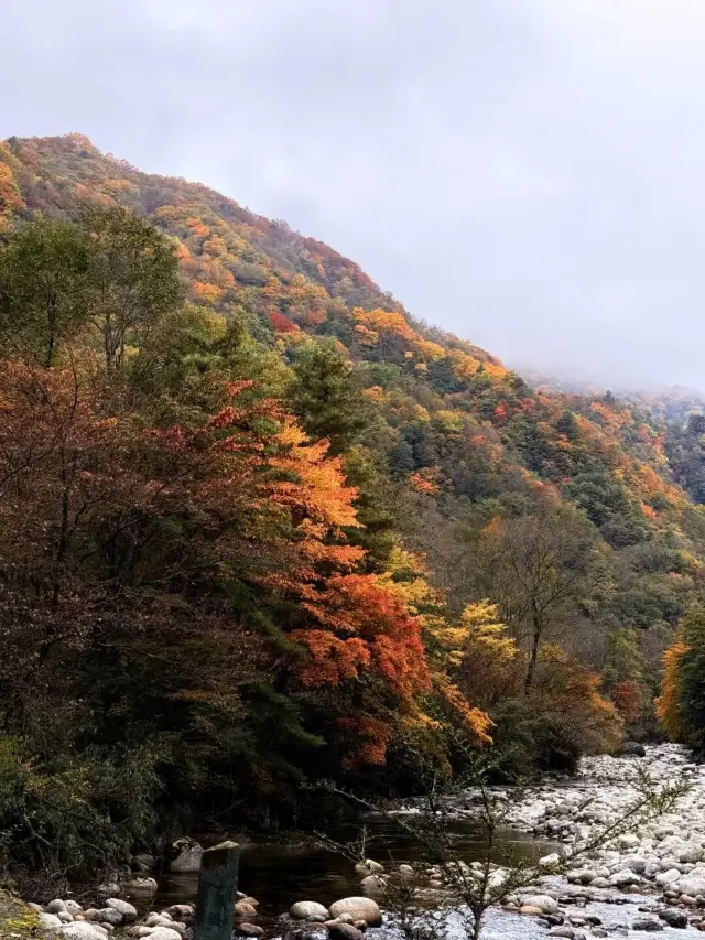 Lễ hội leo núi mùa lá đỏ Tangjiahe bắt đầu