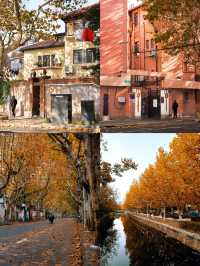 真的好期待上海的秋天!梧桐落葉是上海的秋意