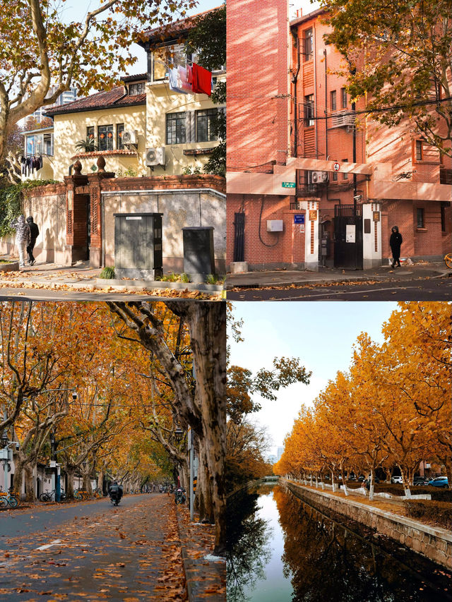 真的好期待上海的秋天!梧桐落葉是上海的秋意 真的好期待上海的秋天!梧桐落葉是上海的秋意