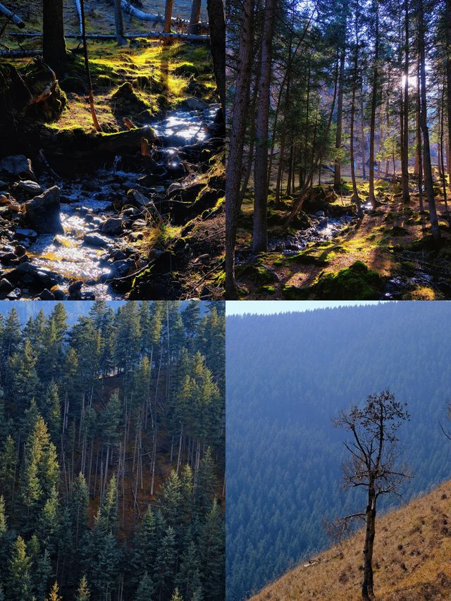 免費吸氧地！貴德江拉旅遊實用筆記