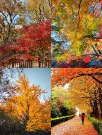 南京賞秋攻略必打卡的6個秋日童話地！