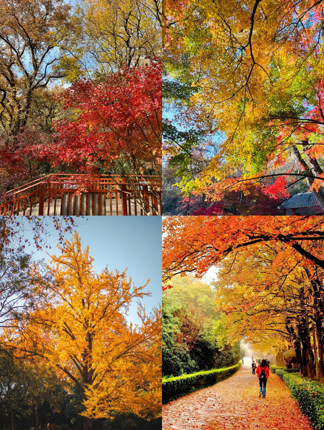 南京賞秋攻略必打卡的6個秋日童話地！