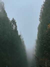 秋色森林裡的山羊牧場