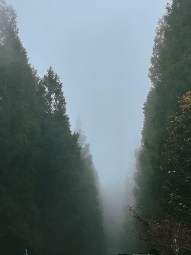 秋色森林裡的山羊牧場