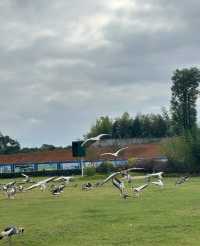 常野秋日限定打卡點，銀杏濃度100%