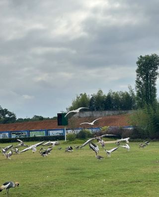 Akino's limited-time autumn check-in spot, with 100% ginkgo concentration
