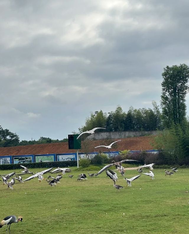 常野秋日限定打卡點，銀杏濃度100%