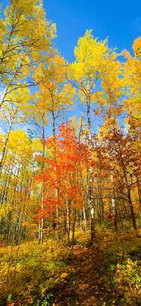 霜染亞布力：楓林藏小徑，暖居枕秋聲