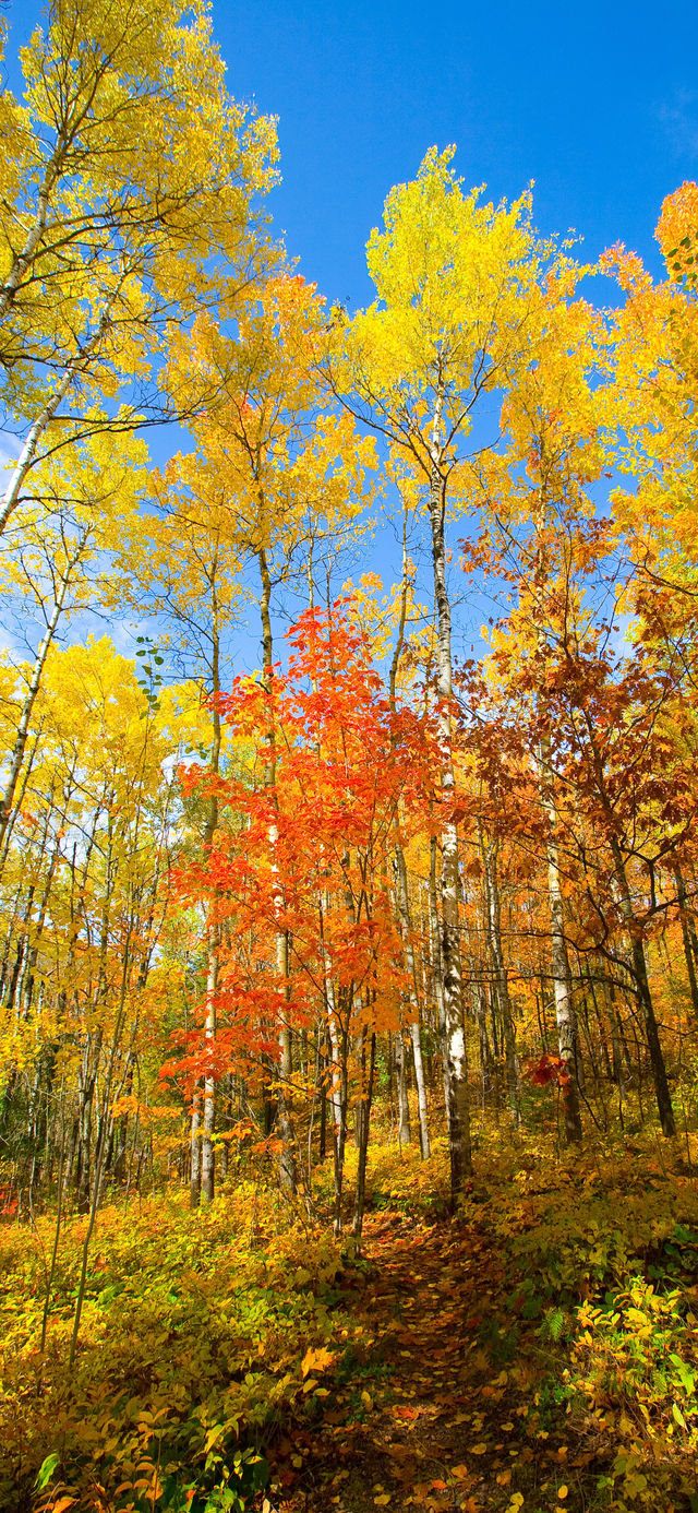 霜染亞布力：楓林藏小徑，暖居枕秋聲