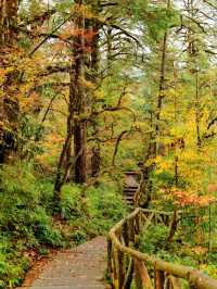 成都周邊賞秋勝地！龍蒼溝彩色幽谷+水上棧道 輕鬆斬獲