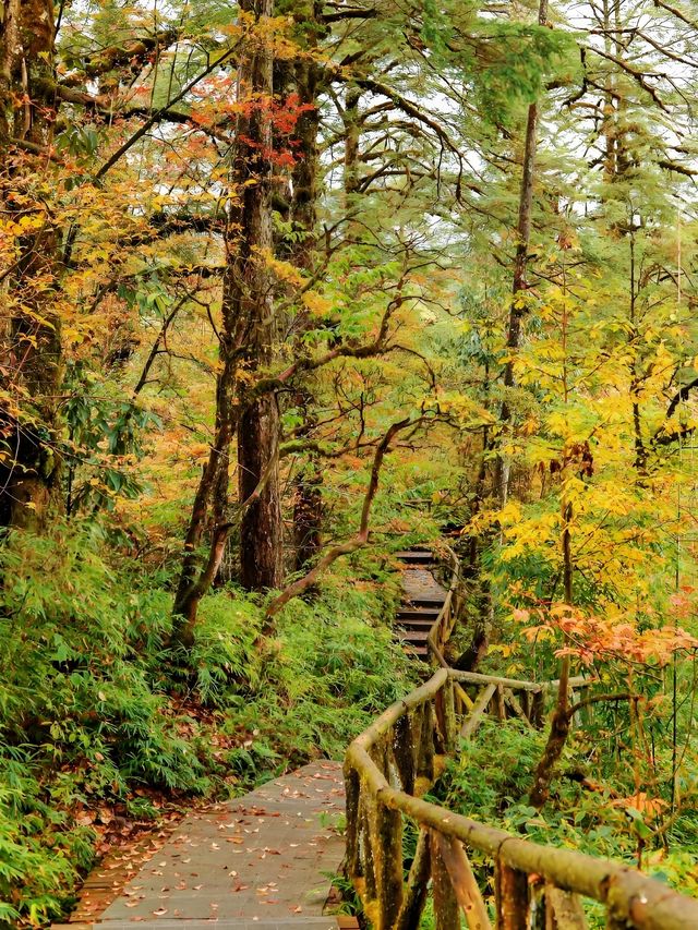 成都周邊賞秋勝地！龍蒼溝彩色幽谷+水上棧道 輕鬆斬獲