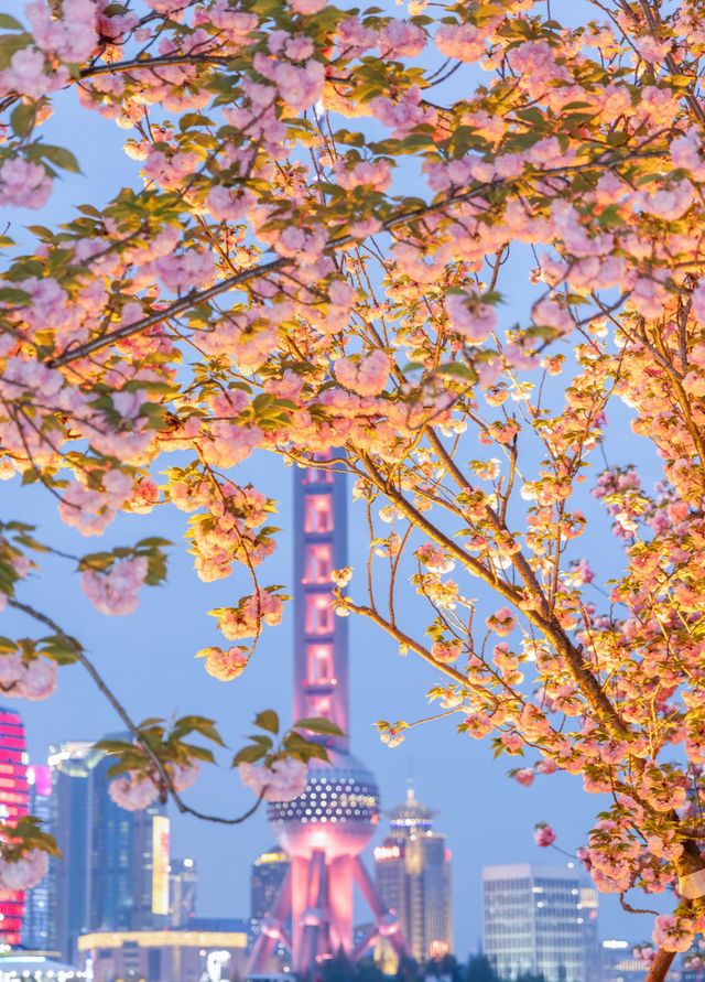 夜櫻暴擊!北外灘晚櫻秘境美到犯規! 夜櫻暴擊!北外灘晚櫻秘境美到犯規!