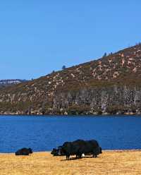 雲南秋日封神!普達措私藏玩法,避開人潮邂逅童話秘境