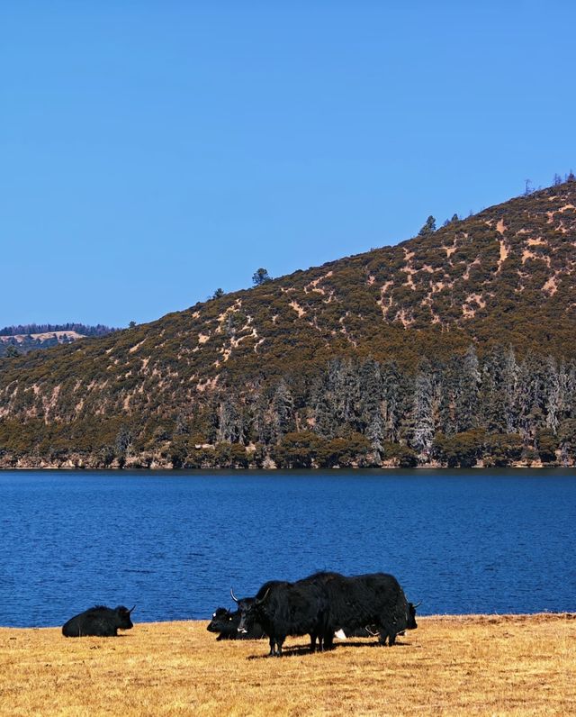 雲南秋日封神!普達措私藏玩法,避開人潮邂逅童話秘境 雲南秋日封神!普達措私藏玩法,避開人潮邂逅童話秘境