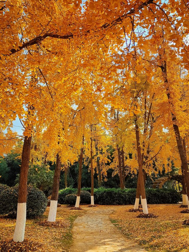 南京絕美銀杏大道曝光金色童話輕鬆get