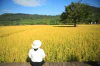 稻田金黃,秋日的浪漫