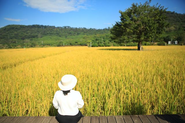 稻田金黃,秋日的浪漫 稻田金黃,秋日的浪漫
