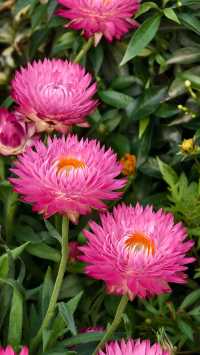 深圳冬日限定浪漫仙湖植物園花展也太出片了吧！