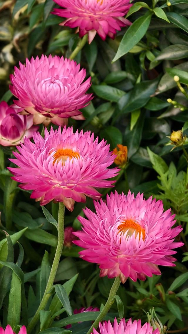 深圳冬日限定浪漫仙湖植物園花展也太出片了吧！