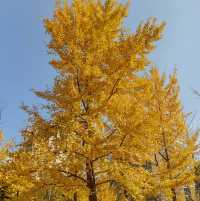 秦陵遺址賞秋攻略