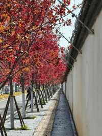 橫江濕地藏著秋日私語