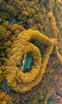 暮秋風起染金陵 我拍到一整個南京的秋天