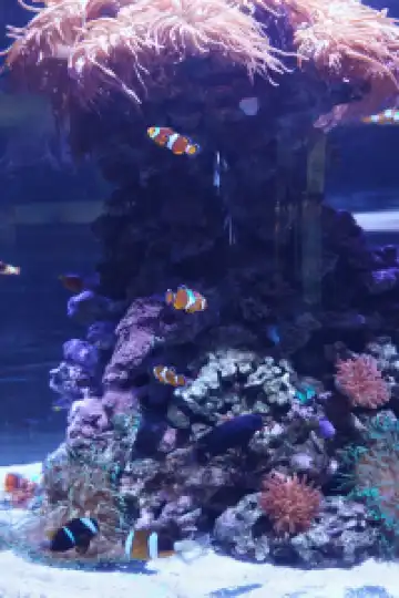 瓦倫西亞轉機4小時速通歐洲最大海洋館