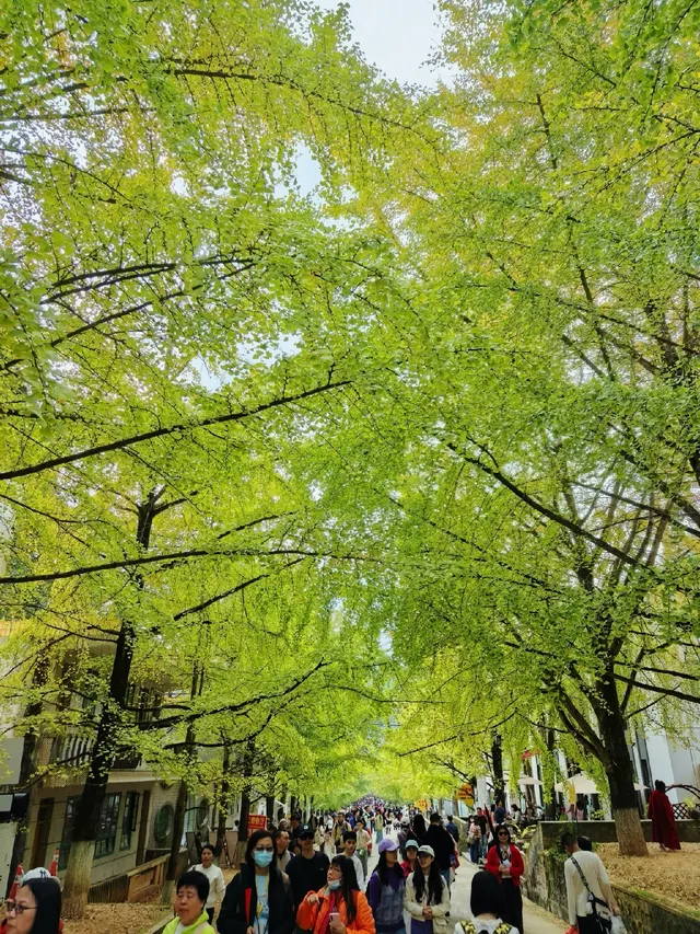替大家去南雄踩點,銀杏青黃不接過幾天再去 替大家去南雄踩點,銀杏青黃不接過幾天再去
