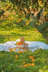 週末遛娃必去橘子園