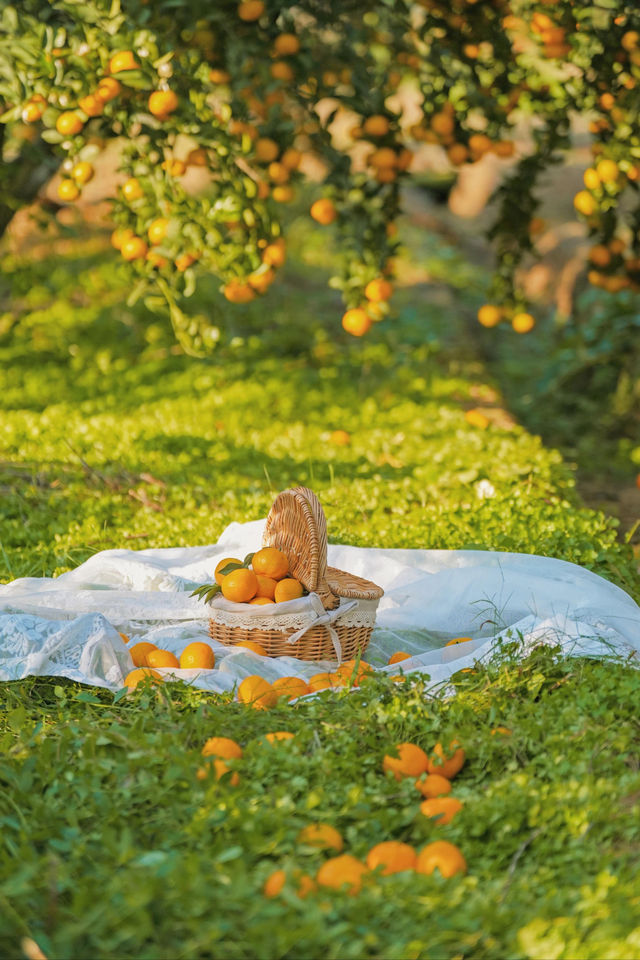 週末遛娃必去橘子園