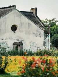 松江童話小村莊張樸村教堂與稻田