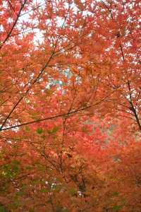 又到了武漢這個公園最美的時候