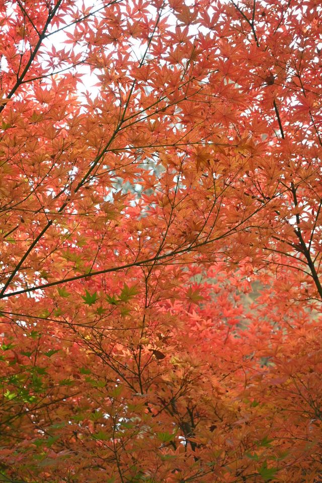 又到了武漢這個公園最美的時候 又到了武漢這個公園最美的時候