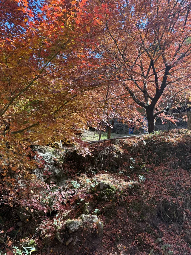不是京都!實況無調色 不是京都!實況無調色