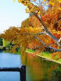 怕你們錯過!再次提醒:共青銀杏濃度已超標