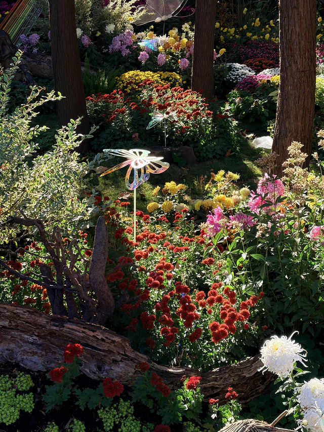 12月共青楓葉紅了銀杏黃了(附出片打卡點) 12月共青楓葉紅了銀杏黃了(附出片打卡點)