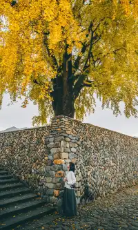 我宣佈這是溫州秋天最美的銀杏樹