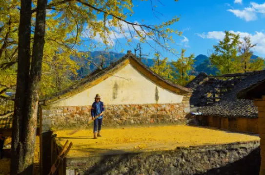 은행나무의 마지막 가을을 잡아라~ 계림 해양향!