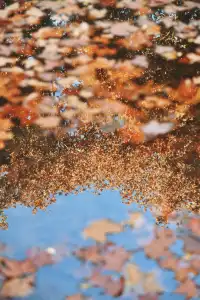 魯迅公園的紅葉已經瘋狂綻放啦