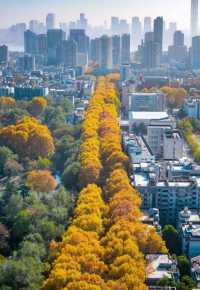 武漢解放公園路，60年金色隧道驚艷秋日