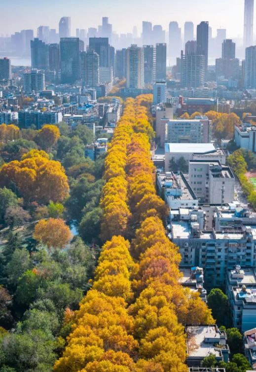武漢解放公園路，60年金色隧道驚艷秋日