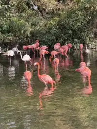 上海野生動物園衝了