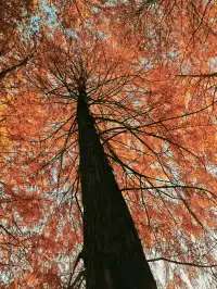 松雅湖落羽杉實況,拍照還是建議烈士公園
