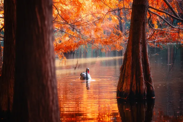 連夜來到南京只為拍到這幾張