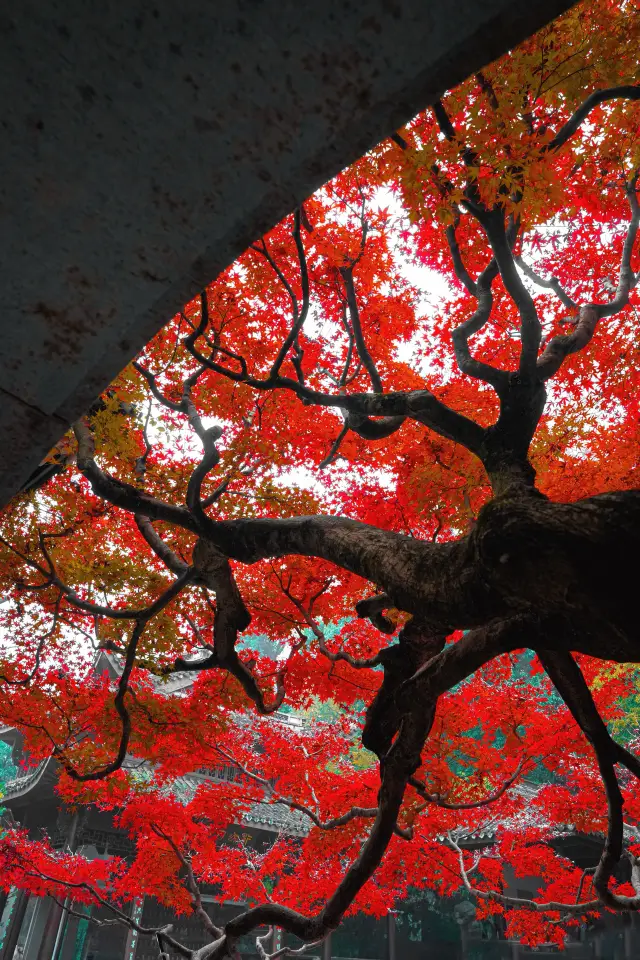 It's a pity you didn't come to Hangzhou, or you wouldn't know how romantic autumn is here
